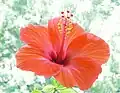Hibiscus