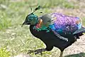 Lophophorus impejanus