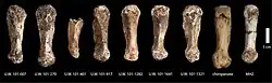 Metacarpals from different specimens
