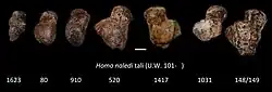 Ankle bones from different specimens