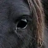 Black eye of a black horse, with black hair around it