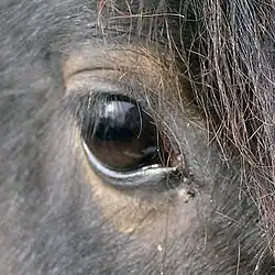 Brown eye of a dark bay horse, with brown hair around it