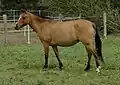 Horse