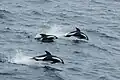 Hourglass dolphins (Lagenorhynchus cruciger) leaping in the Drake Passage
