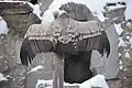 Huge bird of prey at Moscow Zoo