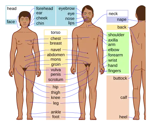 Names of the body parts