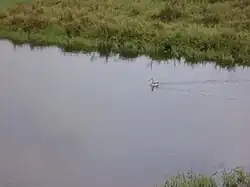 A water bird in the Lluta river wetland