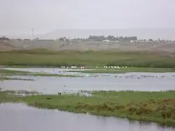 Wetland of the Lluta river, Arica