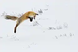 A Wasatch Mountains fox hunting in the snow.