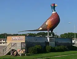 World's Largest Pheasant in Huron