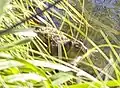 Hydromys chrysogaster