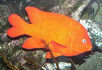 Garibaldi