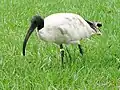Ibis on the Loxahatchee
