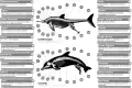 Dolphins display convergent evolution with fish and aquatic reptiles such as ichthyosaurs.