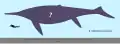 Size comparison with a diver for reference