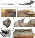 Holotype BRSMG Cg3178