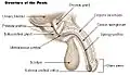 Structure of the male sex organs.
