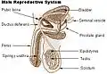 Male reproductive system