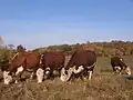 cattle for beef