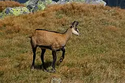 A Tatra chamois