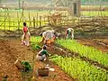 Women planting crops