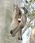Indian Grey Hornbill, territorial bird