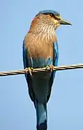 Blue jay, provincial bird of Odisha