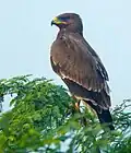 Indian eagle