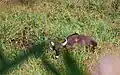 Indian bison (gaur) spotted in Gavi
