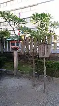 Yuzuriha (Symbolic tree)