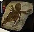 Fossil of J. rhenaniae