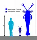 Size comparison