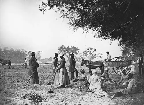 Slaves working on a plantation, circa 1862–1863