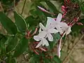 Jasmine flowers (closeup)