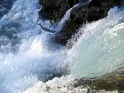Many fish have the capability to jump over weirs. This shows a salmon