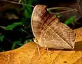 Junonia almana, dry season form (under side)