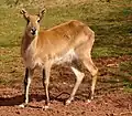 Lechwe