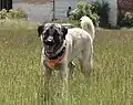 Kangal Dog