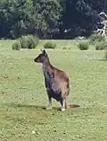 Kangaroo Island Kangaroo, a subspecies of the Western Gray Giant Kangaroo