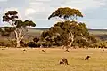 Kangaroos near Karatta
