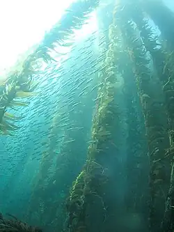 Sardines taking shelter in kelp.