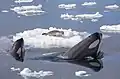 Orcas (Orcinus orca) hunting a seal