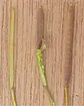 Siliquae of Cardamine hirsuta