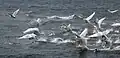 Scared mute swans take off.