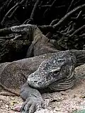 Komodo dragons