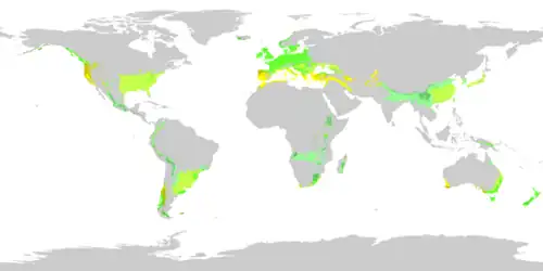 Temperate zone in green and yellow