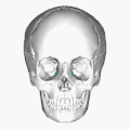 Where the lacrimal bones are (shown in green).
