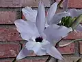 Laelia rubecens