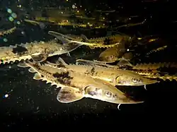 Small Lake Sturgeon fish in dark water