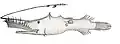 Lasiognathus saccostoma